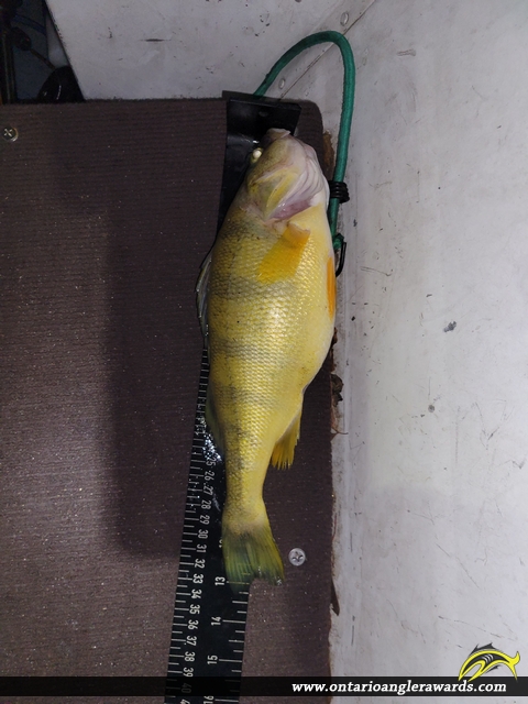 13.25" Yellow Perch caught on Lake Simcoe