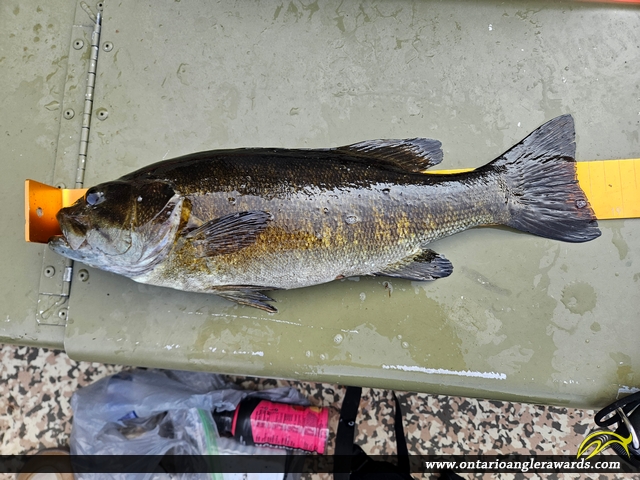 18" Smallmouth Bass caught on Lake Herridge 
