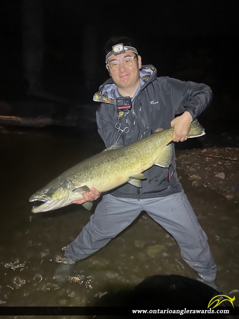 47" Chinook Salmon caught on Bowmanville Creek