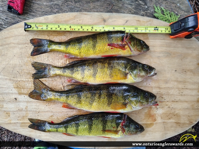 12" Yellow Perch caught on Glamor Lake
