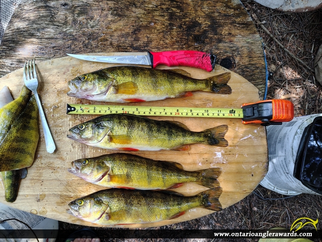 12" Yellow Perch caught on Glamor Lake