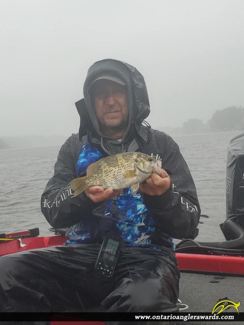 12" Rock Bass caught on Rainy River