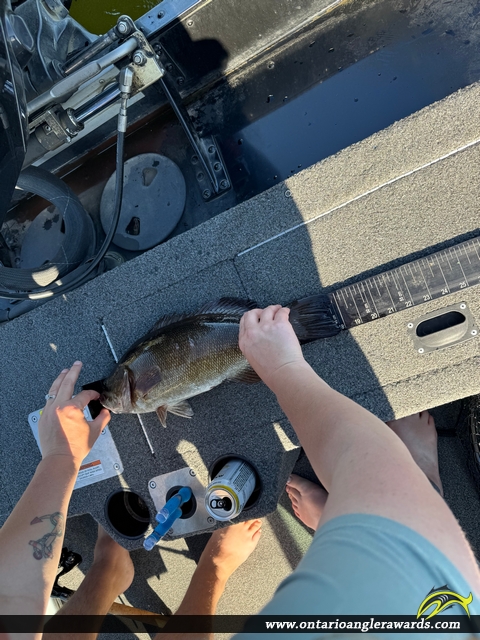 18" Smallmouth Bass caught on Lake of the Woods