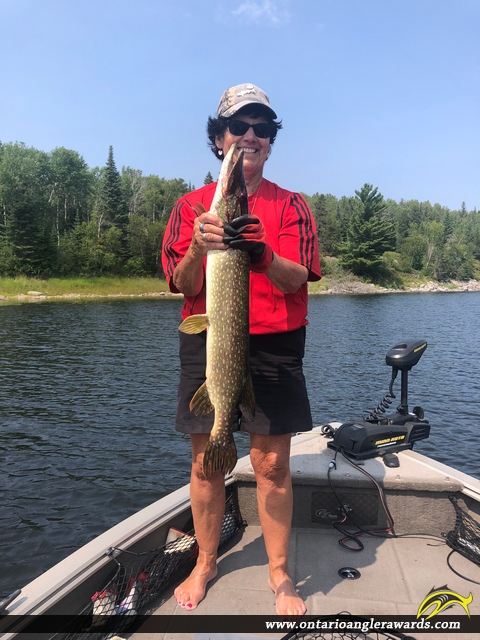 31" Northern Pike caught on Winnipeg River 