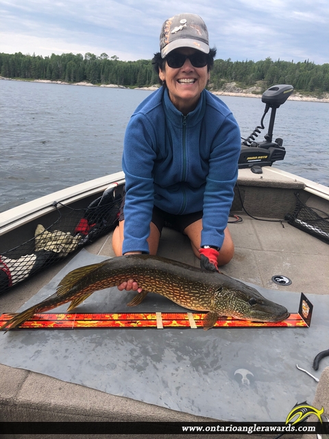 36.5" Northern Pike caught on Winnipeg River 