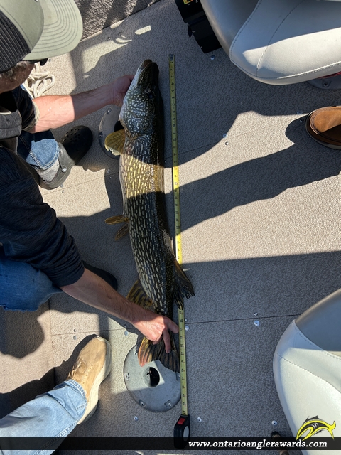 42" Northern Pike caught on Lake of the Woods 