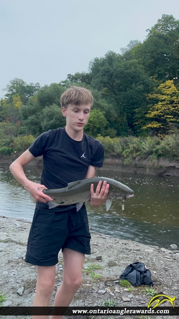 23" Rainbow Trout caught on Credit River