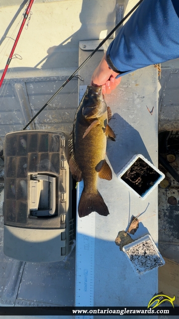19.5" Smallmouth Bass caught on Lake Temagami 