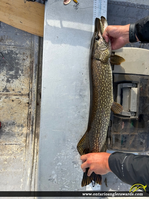 32" Northern Pike caught on Lake Temagami 
