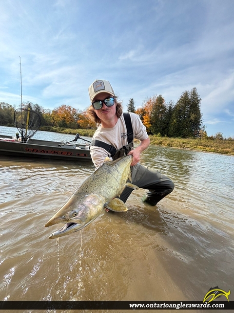 37.5" Chinook Salmon caught on Saugeen River