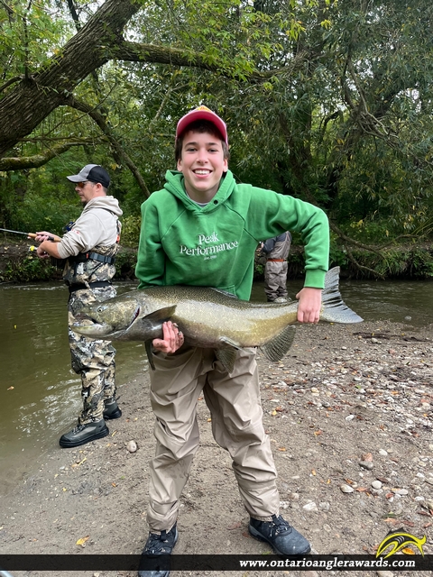 38" Chinook Salmon caught on Bowmanville Creek