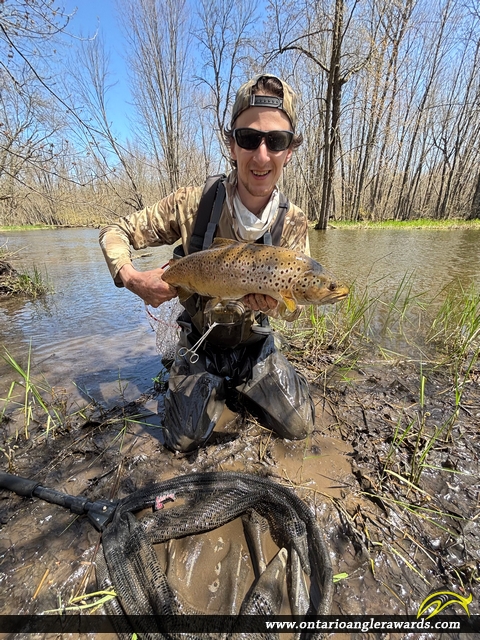 26.5" Brown Trout caught on Sydenham River 