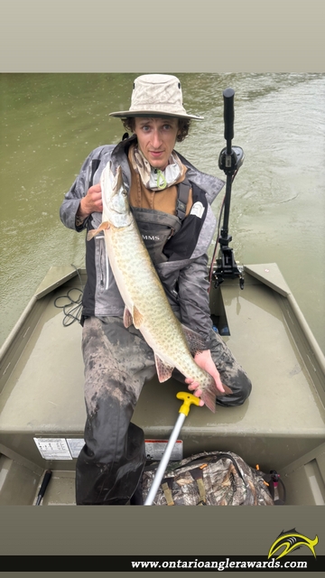 37" Muskie caught on Saugeen River