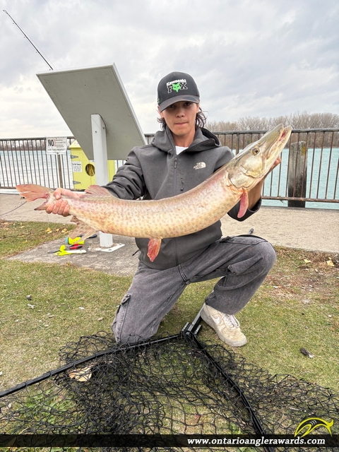 38.5" Muskie caught on Detroit River