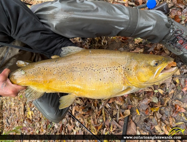 28.5" Brown Trout caught on Lake Erie 