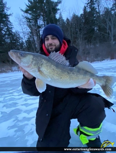 31" Walleye caught on Ottawa River 