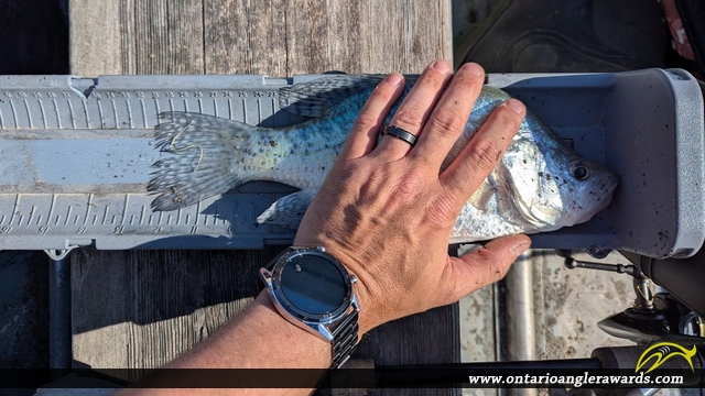 12.5" Black Crappie caught on Grand River