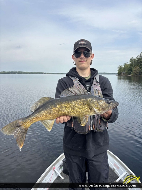 28" Walleye caught on Sparrow lake 