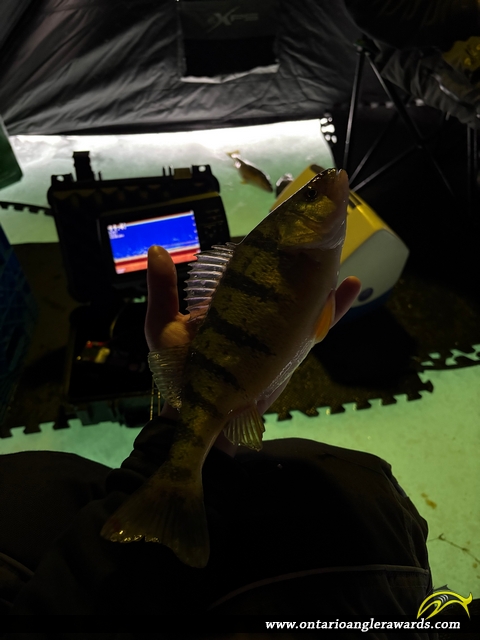 12.76" Yellow Perch caught on Lake Couchiching 