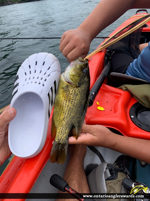 12" Rock Bass caught on Wolfe lake