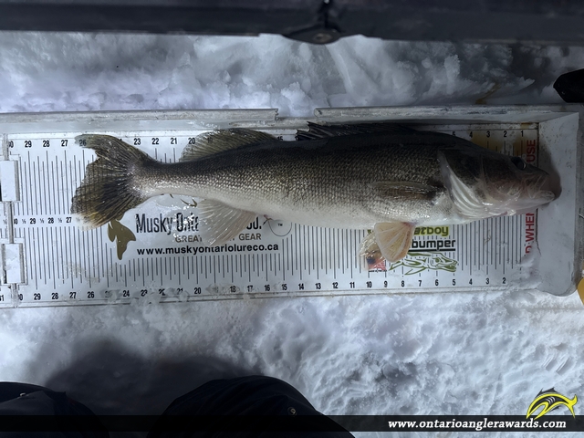 27" Walleye caught on Lake Nosbonsing