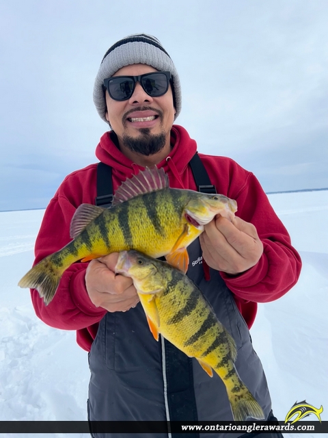 13.5" Yellow Perch caught on Lake Simcoe 
