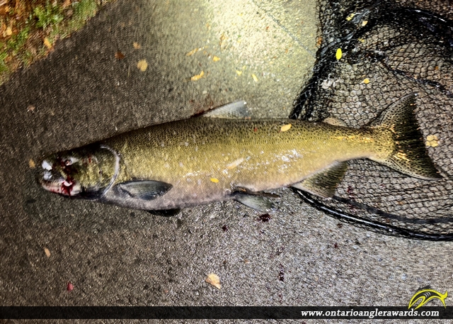 36" Chinook Salmon caught on Credit River