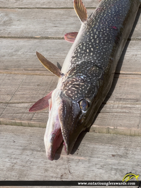 30" Northern Pike caught on Credit River