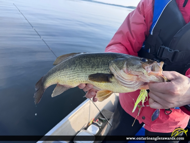 18" Largemouth Bass caught on Rice Lake