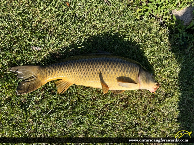 30" Carp caught on Rice Lake