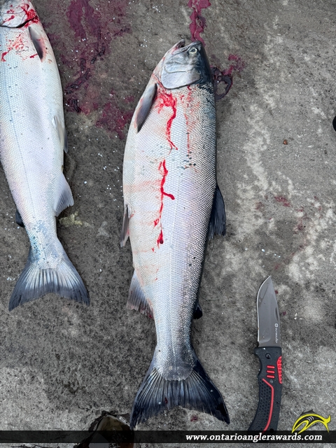 30" Coho Salmon caught on Lake Ontario