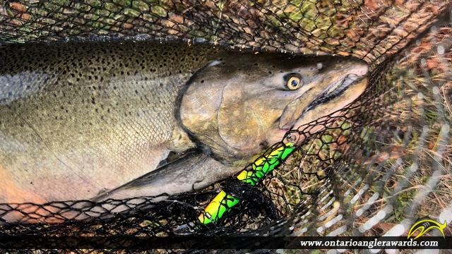 36" Chinook Salmon caught on Credit River