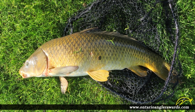 30" Carp caught on Rice Lake