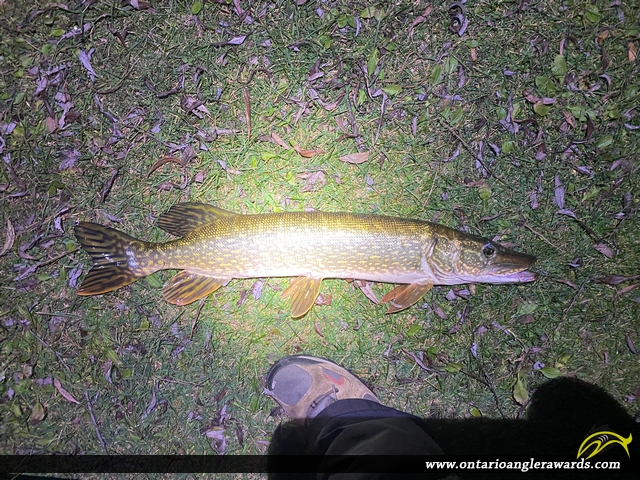 30" Northern Pike caught on Rice Lake