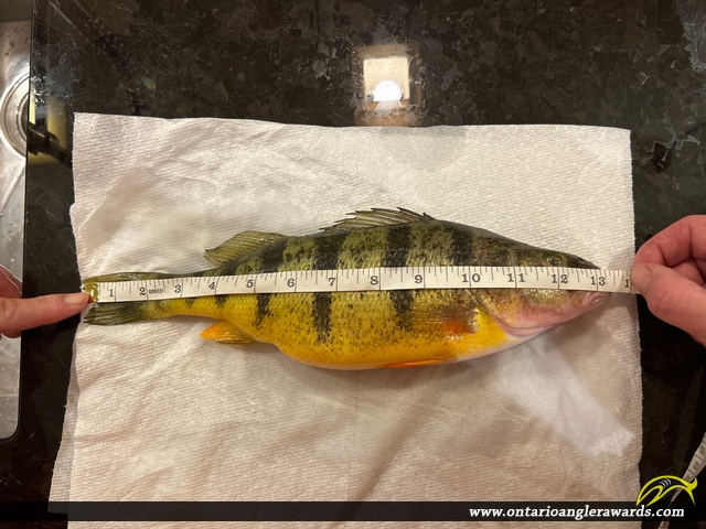 13.5" Yellow Perch caught on Lake Simcoe
