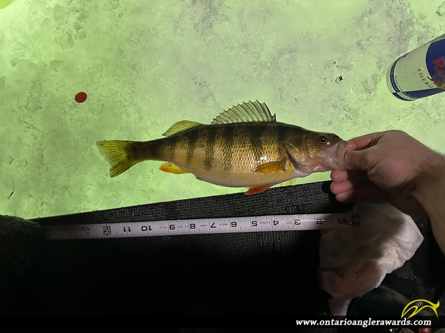 12" Yellow Perch caught on Bay of Quinte