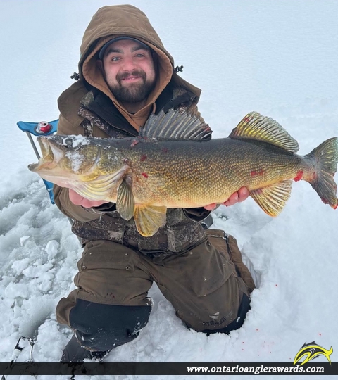 29.5" Walleye caught on Lake Muskoka