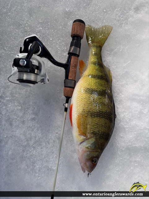 12" Yellow Perch caught on Lake Nipissing