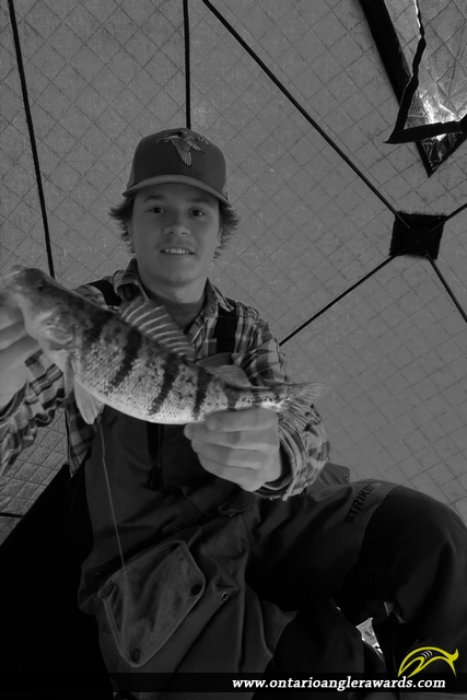 13" Yellow Perch caught on Lake Simcoe
