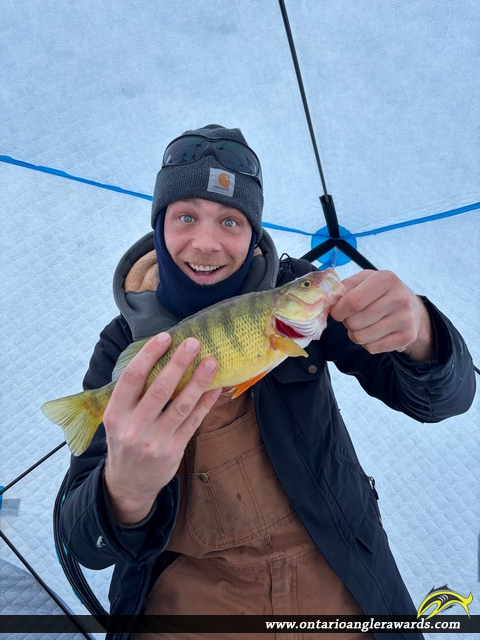 14" Yellow Perch caught on St. Clair River 