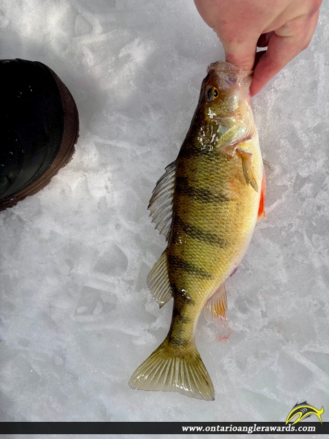 12" Yellow Perch caught on Lake Nipissing 