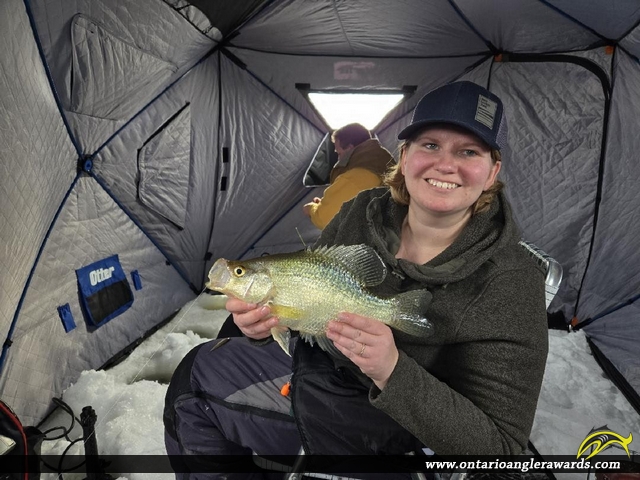 15.75" Black Crappie caught on Lake of the Woods
