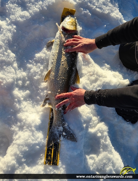 33" Lake Trout caught on Ptarmigam Bay