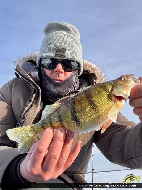 12" Yellow Perch caught on Lake Nipissing 