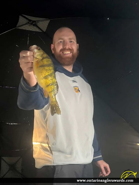 13" Yellow Perch caught on Lake Erie