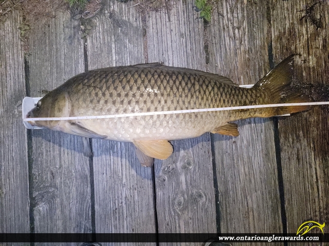 35.75" Carp caught on Tay River