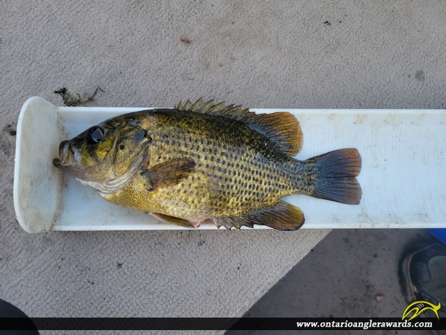 10.25" Rock Bass caught on Lower Rideau Lake