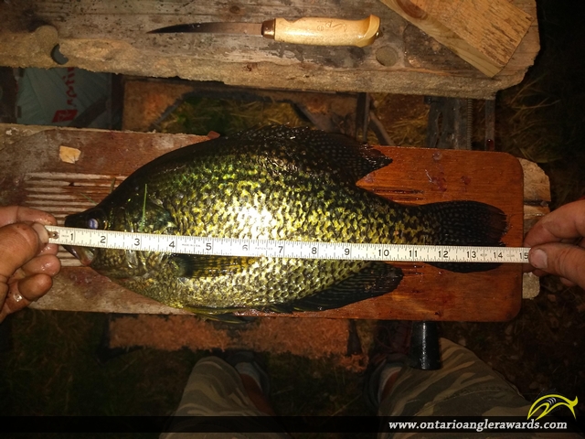 14.375" Black Crappie caught on Sparrow Lake