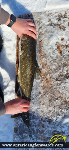 29" Lake Trout caught on Lake of the Woods