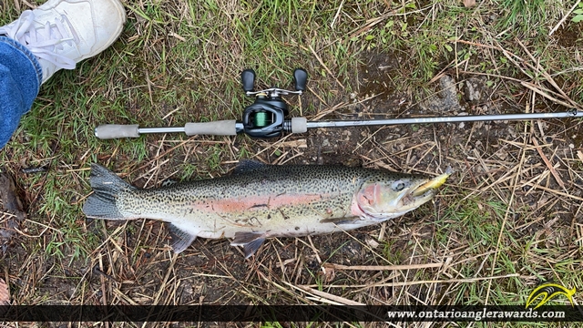 23" Rainbow Trout caught on North Creek